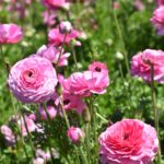 A lush field of pink ranunculus flowers blooming in bright daylight.